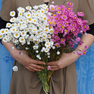 ���l�ɻ����_��˹�����BС�ջ�����ֹ�DIY������c�b羳���l