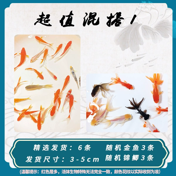 [孔雀蓝 3金鱼+3锦鲫混搭]