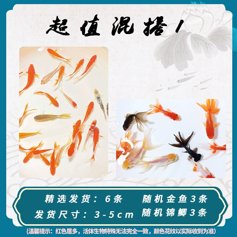 Pack of goldfish ornamental fish small freshwater easy care coldwater fry beginner baby goldfish ranchu koi