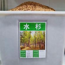 水杉树种子梳子杉绿化树木园林庭院景观高直壮挺拔树木当年新采