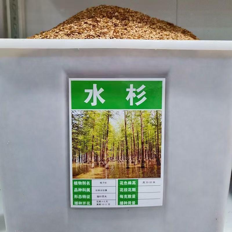 水杉树种子梳子杉绿化树木园林庭院景观高直壮挺拔树木当年新采