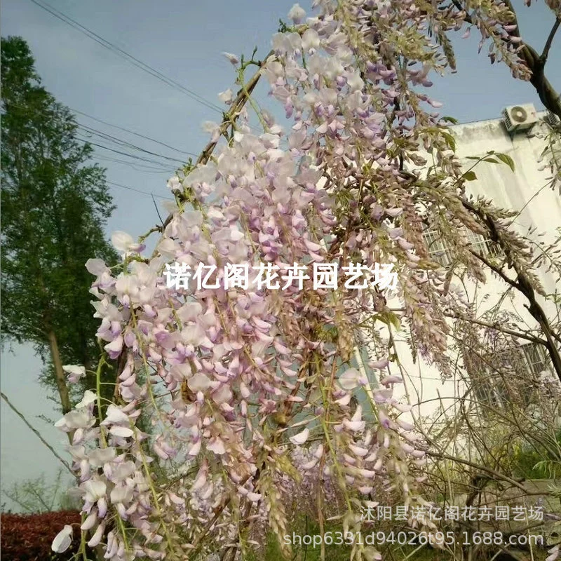 Саженец дерева глицинии Вьющееся виноградное растение старый ворс балкон в горшке вьющийся разноцветковый цветок глицинии рассада двор перед ландшафтное дерево