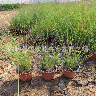 Internet Celebrity Fendai Grass Fendai Grass Seedlings Flower Sea Landscape Project Shandong Perennial Seedling Base