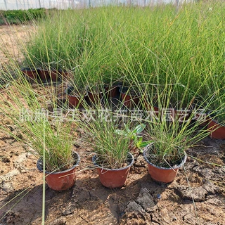 网红粉黛乱子草 粉黛乱子草苗  花海景观工程 山东宿根苗木基地