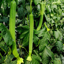 LzϷNļش＾߲˹ϹNﲥͺˈ@Nl