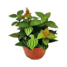 ��������ֲ���҃��ļ��׻�݆�~����G�����՚�����ȩ�k���ҾGֲ