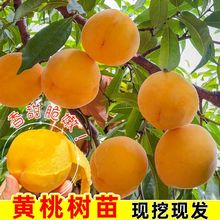 ��Դ�^���ء������S�Ҙ����S���S�����Ә�޽����ϱ����Nֲ�����