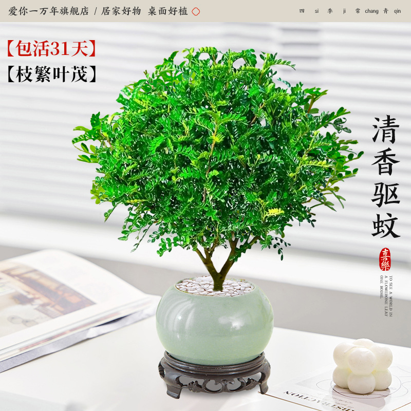 고급 향고추나무 + 얼음유약 연두색 세면대 + 원형 베이스 (포장석 + 영양액 포함)