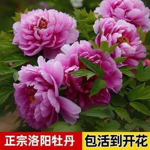 ������ꖴ�ĵ�����籱���ͺ����Ե����҃�ͥԺ����ĵ����ѿ����