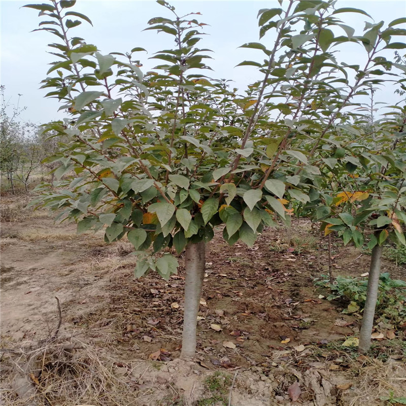 泰安8公分樱花树价格 8公分晚樱种植基地 10公分樱花树树形优美