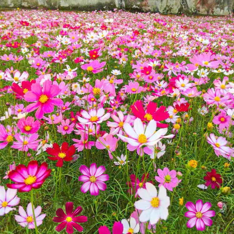 格桑花种子波斯菊种籽子七彩四季开花易种易活的花籽庭院户外花种