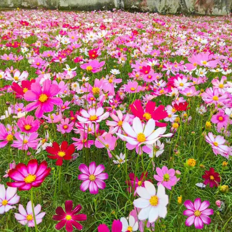 格桑花种子波斯菊种籽子七彩四季开花易种易活的花籽庭院户外花种