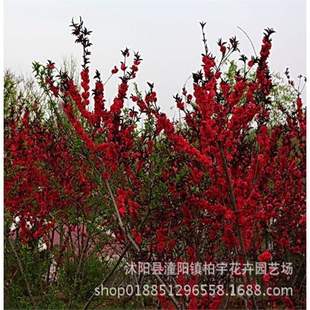 ���~���Ҙ���t�~�������~�Ҽt�����ҾG������ͥԺ�е���ľ�һ���