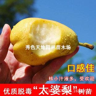 ������޽�̫������������㽶������Sơ���ͥԺ���Ե��Թ���