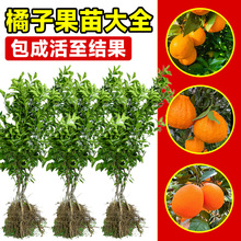 ɳǽӘӘɰټtː¹ļͥԺ