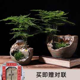 中式禅意复古花盆造景盆器桌面微景观室内盆栽文竹菖蒲盆景植物盆