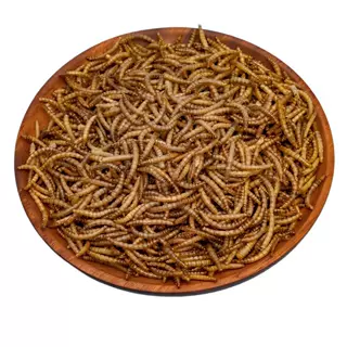 现货批发澳洲鬃狮蜥食用黄粉虫干虫爬宠昆虫饲料添加剂用昆虫干虫