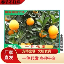 �����R��ӿȪ����������o�����Ә���޽ӟo�Ѹ��ٽ����箔��Y��