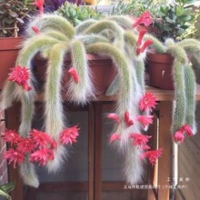 �_����β������ֲ�����Ի��Lëϵ�к�β���k�������Է�ݗ��