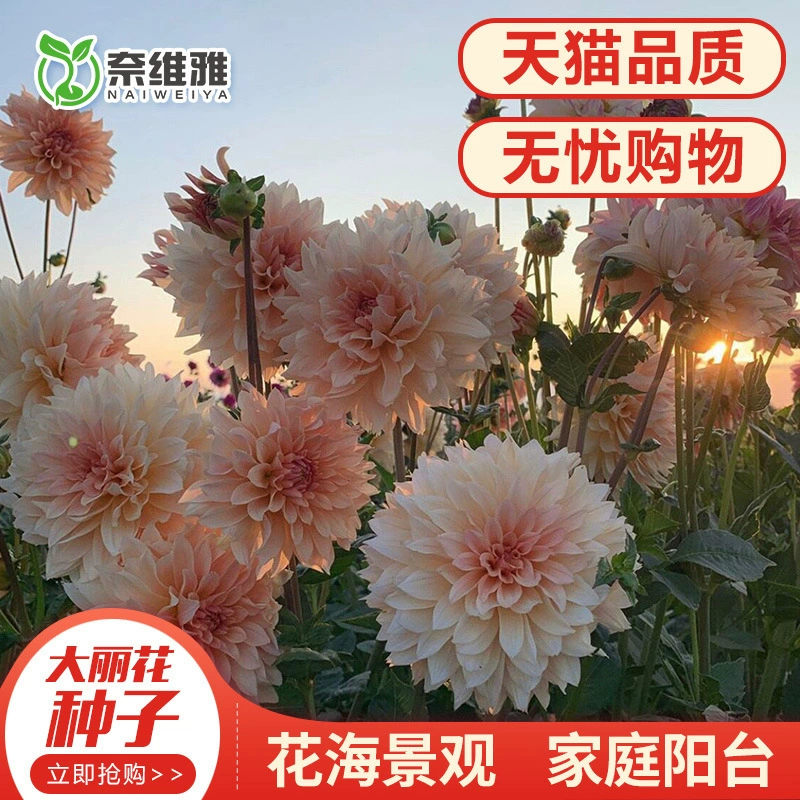 Семена георгин, многолетние семена весенних цветов, семена цветов для улицы, легко живущие, семена цветов для двора, круглый год