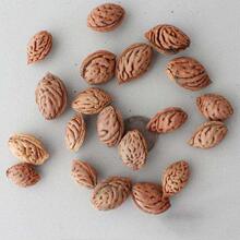 ��ľ�N�����~�ҷN���Ҙ�N�Ӽt�~���ҷN���ļ�ͥԺ�G���N��