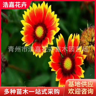 大量批发盆栽天人菊 宿根地被花卉 天人菊苗 青州草花