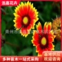 青州地被大量盆栽天人菊