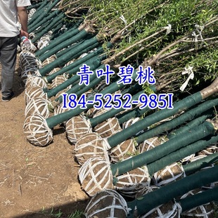 ���~���Ҽt�����ҷۻ��ذ��p����Ҙ���59���ֱִ��҃r��a�ػ���