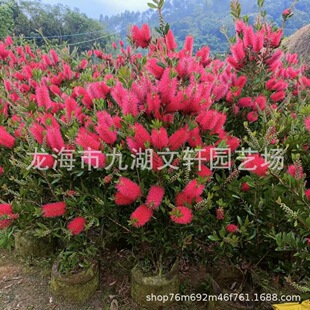 ���������tǧ�ӻ������l���X���a�؃r���ľ�����l