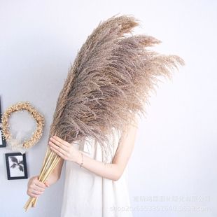 [Large quantity discount] Yunnan manufacturers spot wholesale color iron Reed pampas grass home wedding decoration