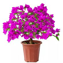 ����÷�ڻ������������~÷���ļ��҃�ͥԺ�̨�ͺ�����÷�Ϙ�ֱ�l