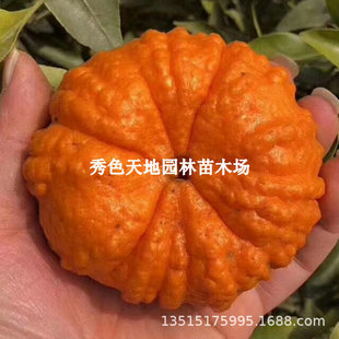 �Ĵ��Ϲϸ�����������ͥԺ�Nֲ�̽���o���Ϲ�ɰ���٘��箔��Y��