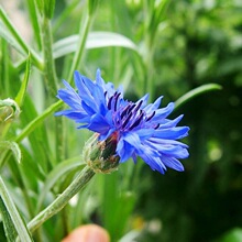 批发矢车菊花种四季易种活蓝色矢车菊种子室外庭院绿化花卉种籽子