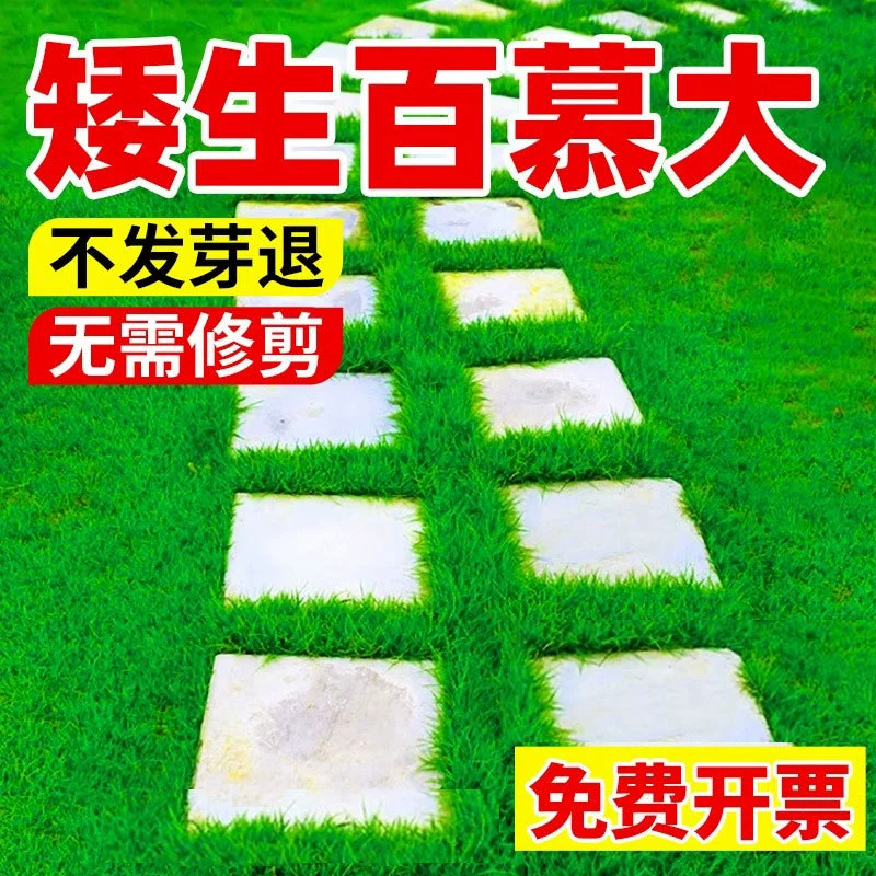 Семена бermuda grass — это вечнозеленые, несемянные семена газонов для вилл и дворов, устойчивые к подступению, холоду и засухе, в любое время года.