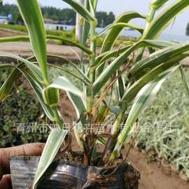 花叶芦竹苗盆栽苗杯苗袋苗青州水生植物基地批发斑叶芦竹改善水质