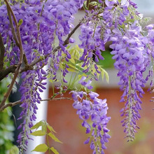 紫藤花树苗 庭院别墅爬藤长穗紫藤花苗多花植物现挖带土紫藤花苗