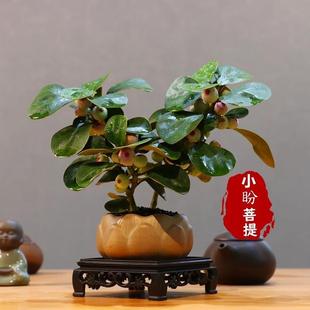 {With Fruit} Xiaopan Linden Tree Plant Potted Easy to Care for Indoor Study Office Green Plant New Chinese Style Tea Table Potted Plant
