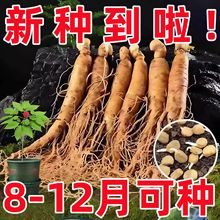 Lɽ˅NļNֲҰɽN̨ͥԺвș