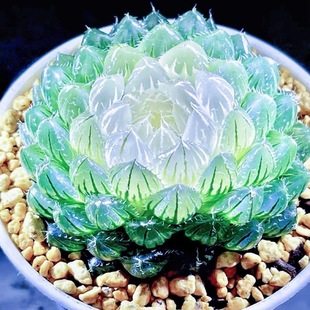 White Lotus Jade Dew Twelve Volumes Succulent Plant Ice Lamp Potted Indoor Office Green Plants and Flowers