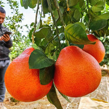 ���Ә���t�ļt�������Ϸ������NֲͥԺ�������Լ޽ӹ��䮔��Y��