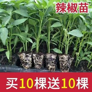 ���|������߮a���籡Ƥ�ݽz���L�����콷���Ե������r�ļ�������