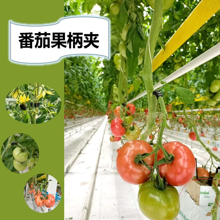 Зажим для ручки для томатных фруктов, зажим для виноградной лозы, фиксация лозы, пряжка для рассады, пряжка для томатов, зажим для висячей лозы для томатов