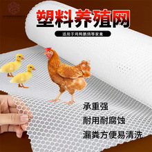 塑料平网家用家禽养殖网漏粪垫塑料网片鸡鸭鹅育雏专用防护塑料网