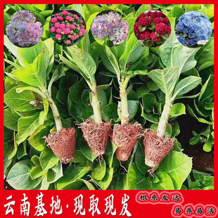 ��Ͻ����� �o�M���ļ��_�����ɻ�С���҃����̨ͥԺ�׻��