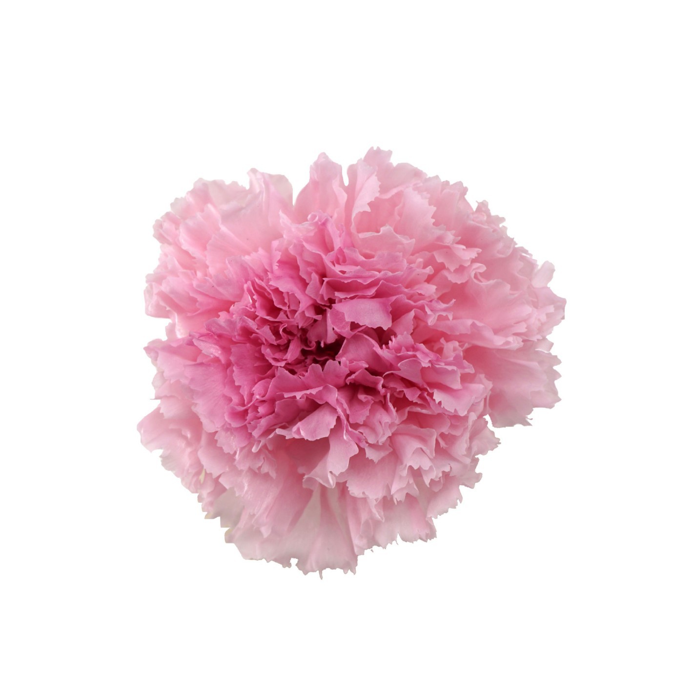 Rosa claro + Corazón púrpura