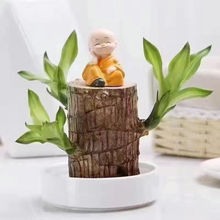 室内可树幸运木格鲁特花卉盆栽绿植四季常青巴西木发芽驱蚊草水养