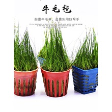 ˮ��ţë��ˮ��ˮ�����~���쾰����ţë��ˮ�ݰ������~��ǰ��ˮ��