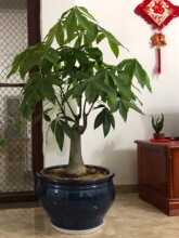 发财树花盆陶瓷创意大号特大号种树个性客厅落地大口径花缸D&