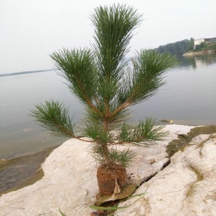 �G����ľ�ɘ����С��ͥԺ��������ɘ����ļ������辰ֲ���ɘ���