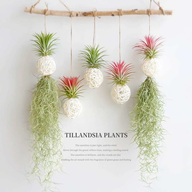 Air Pineapple Soilless Green Plant Creative Hanging Wall Hanging Decorative Painting Handmade Hanging Plant Indoor Hanging Decoration